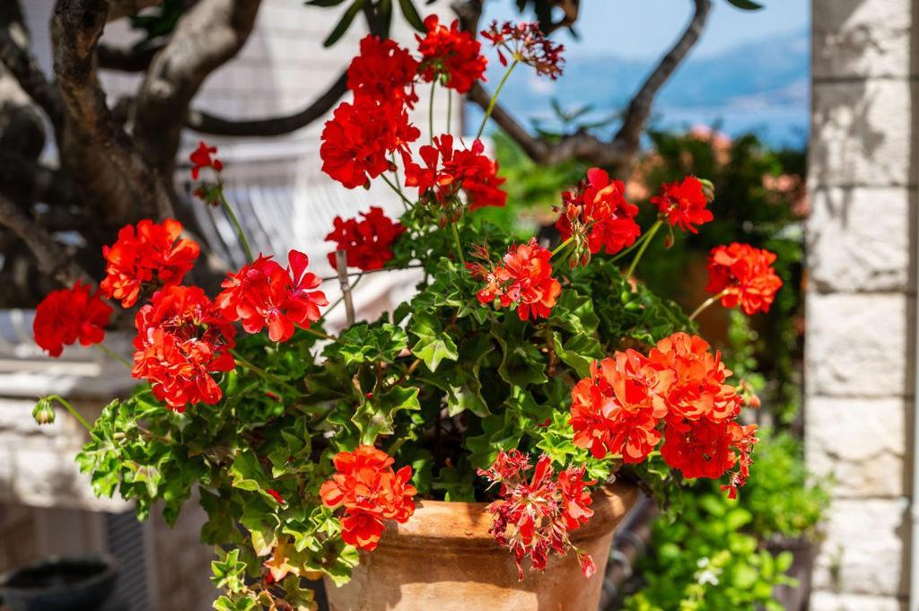 Villa Markoc Cavtat Bagian luar foto
